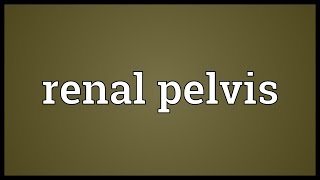 Renal pelvis Meaning [upl. by Sharline]