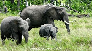 African Elephants Loxodonta africana and Loxodonta cyclotis 🐘 Africa Tour Vineet Kumar IFS [upl. by Antin]