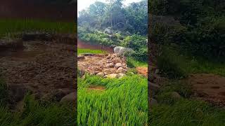 Aru erukum pakathula whats app status tamil agriculture songs felling vivasayi shorts vivasayee [upl. by Riley243]