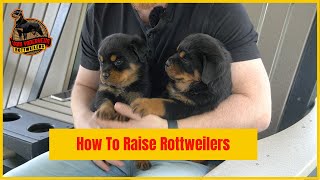 How to Raise Rottweilers Puppies [upl. by Yardna118]