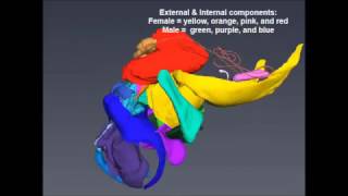 3D Imaging of Grasshopper Anatomy [upl. by Sumer155]