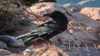 Nicholas Gunn ⋄ Beyond Grand Canyon ⋄ Music of the Great Southwest National Parks [upl. by Tomasine71]