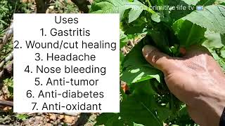 natural remedy to treat stomach ailments  Redflower Ragleaf  thickhead weed [upl. by Bensen190]