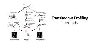 Translatome Methods Basics Overview Code 265 [upl. by Javler818]