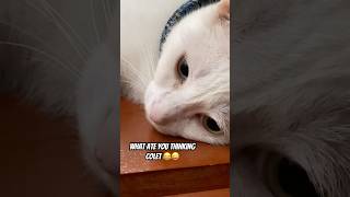 Wanna know what my cat is thinking Me too boctube subscribe trending ytshorts [upl. by Alanson]