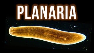 How to Get Rid of Planaria – 4 Proven Methods [upl. by Osicnarf]