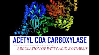 Acetyl CoA Carboxylase Regulation [upl. by Ytsur]