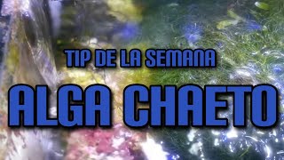 Tip de la Semana Alga Chaeto [upl. by Enoryt]