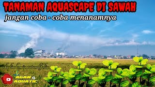 Tanaman Aquascape Di Sawah  Lindernia Ratundifolia 2 [upl. by Ashwell844]