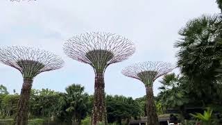 Supertree Grove Gardens By The Bay Singapore SG GlobalDigitalNomad Channel SupertreeGrove SG [upl. by Olram]