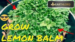 This Is How To Start Lemon Balm Plant Seeds  Plus kale Seed Selecting [upl. by Eenel]