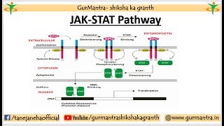 JAKSTAT Signaling pathway  Cell Signaling [upl. by Orlosky]