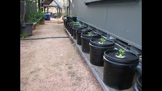 Off the Grid Kratky Method of Hydroponics guerilla buckets [upl. by Nakeber]