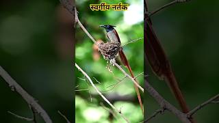 paradise flycatcher  स्वर्गीय नर्तक shorts birds birdofparadise nature pradiseflycatcher [upl. by Gabriele]