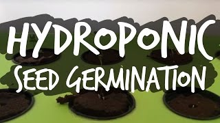 Germinating Seeds for Hydroponics [upl. by Teiv]