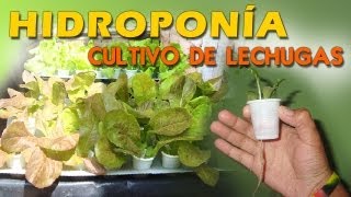 HIDROPONÍA CULTIVO DE LECHUGAS SISTEMA DE RAÍZ FLOTANTE Y NFT [upl. by Friedrich]