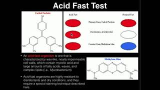 Microbiology Acid Fast Test [upl. by Lustig]