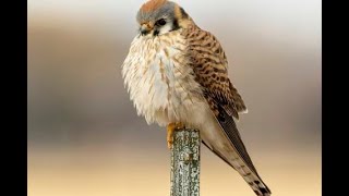 Kestrel Falcon គឺជាស្ទាំងស្លាបស្រួចតូចជាងគេបំផុត [upl. by Eiramnna370]