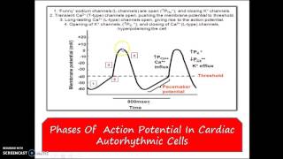 Group 10  What pacemaker potential means Action potential in cardiac autorhythmic cell [upl. by Zaid]