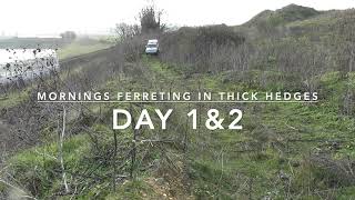 Ferreting thick hedges day 1amp2  East Anglian Pest Control [upl. by Eselehs]