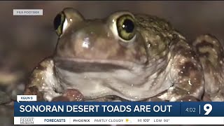 Sonoran Desert Toads are Out [upl. by Yrad]