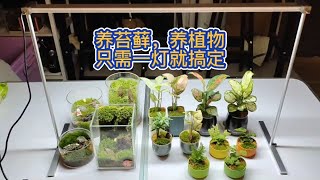 养苔藓，养植物只需一灯就搞定 Cultivating moss and plants can be done with just one light [upl. by Myrle]