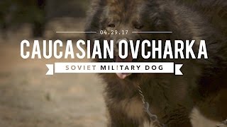 THE CAUCASIAN OVCHARKA BUILT BY THE SOVIET MILITARY [upl. by Enrique526]