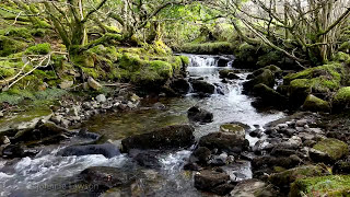 Forest River Nature SoundsMountain Stream Waterfall8 Hr Relaxing Birds amp Water Sounds for Sleeping [upl. by Ecnatsnoc]