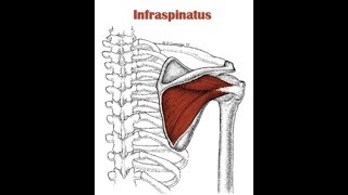 Properly executed infraspinatus exercise [upl. by Asaert]