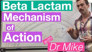 βlactam  Mechanism of Action and Resistance [upl. by Avivah]