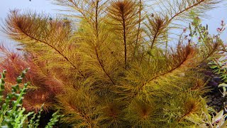 Myriophyllum Tuberculatum  look like tree aquarium plant  How I grow it [upl. by Oleic]