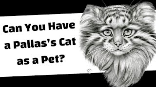 Can You Have a Pallass Cat as a Pet [upl. by Haines]