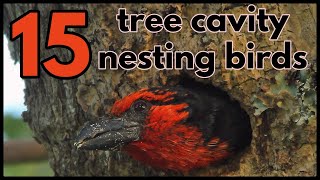 15 TREE CAVITY NESTING BIRDS [upl. by Sadick]