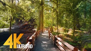 4K Virtual Hike through Canadian Forest with Nature Sounds  Incredible Nature of British Columbia [upl. by Annaert303]