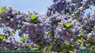 Incredible Flowering Tree BlueblossomCeanothus thyrsiflorus Love natures Love natures beauty [upl. by Ainnek499]