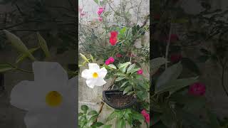 Dipladenia vermelha e branca florindo muito plantas flores [upl. by Mishaan122]