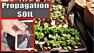 SUCCULENT PROPAGATION SOIL MIX  Growing Succulents with LizK [upl. by Aivekahs461]