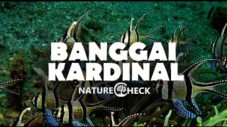 Banggai cardinalfish [upl. by Albric]