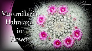 Mammillaria Hahniana Flowers with Time Lapse  Cactus amp Succulents [upl. by Eissoj]