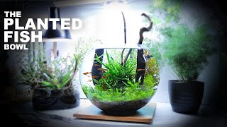 The Planted Fish Bowl 3 Gallon Aquascape Tutorial w Chili Rasbora [upl. by Arfihs]