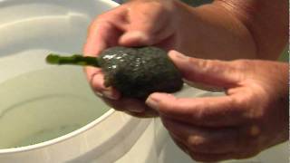 Sealife in Southwest Florida Estuaries  Sea Hare and Tunicate [upl. by Ayoted]