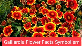 Gaillardia Flower Plant Symbolism [upl. by Dhruv]