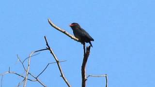 Dollarbird Eurystomus orientalis [upl. by Janey]