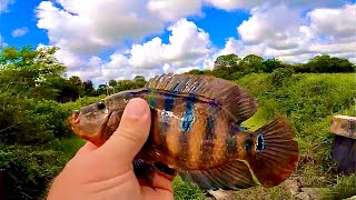 FLORIDA CANAL FISHING I CANT BELIEVE WHAT I HOOKED [upl. by Ahtelahs]