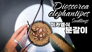 구갑룡 분갈이 DIOSCOREA ELEPHANTIPES REPOTTING 亀甲竜 植え替える方法 아프리카식물  괴근식물 [upl. by Naujd]