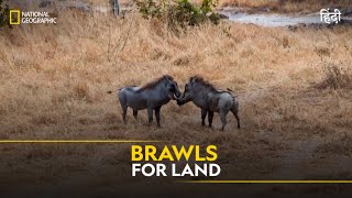 Brawls for Land  Animal Fight Club  हिन्दी  Full Episode  S2  E5  National Geographic [upl. by Schechter]