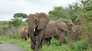 African bush elephant Loxodonta africana group on the move  Hluhluwe South Africa 28112022 [upl. by Anaeda84]