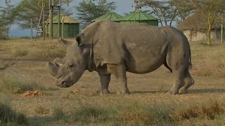 WEB EXTRA Worlds Last Male Northern White Rhino Dies [upl. by Suolkcin568]