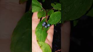 Silky Dogwood Berries 🌿 shorts nature garden [upl. by Zanas944]