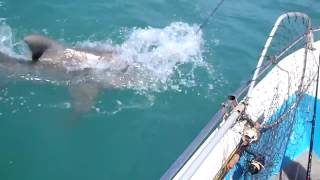 Tiger Shark eats another Shark in shallow water [upl. by Gabrila965]